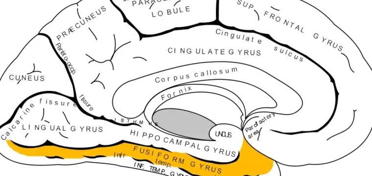 labeled diagram of brain indicating location of the Fusiform Gyrus